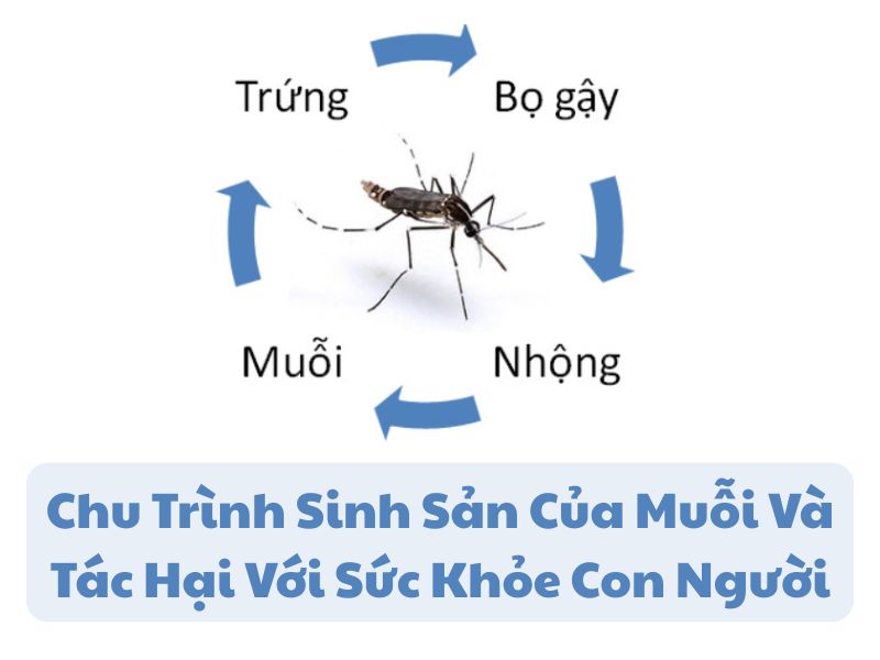 Chu Trình Sinh Sản Của Muỗi Và Tác Hại Với Sức Khỏe Con Người Chu Trình Sinh Sản Của Muỗi Và Tác Hại Với Sức Khỏe Con Người
