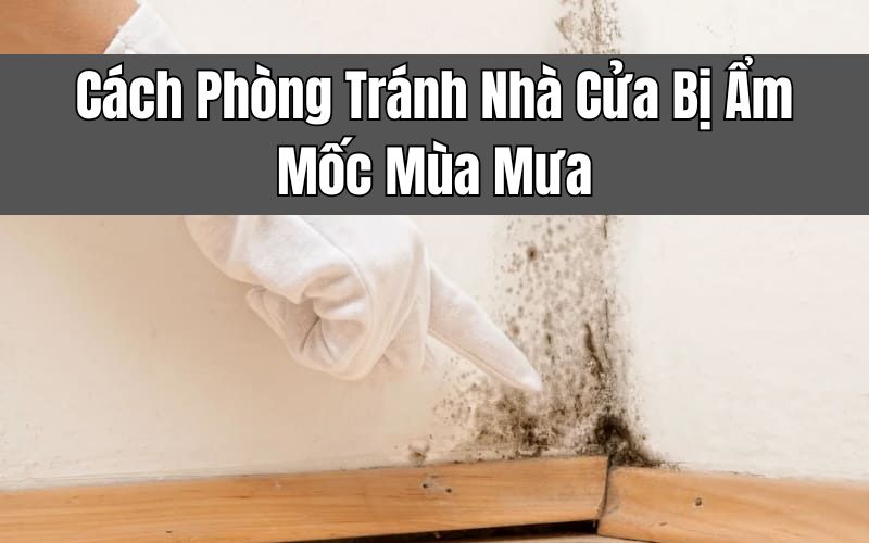 Cách Phòng Tránh Nhà Cửa Bị Ẩm Mốc Mùa Mưa Ai Cũng Nên Biết