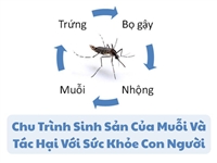 Chu Trình Sinh Sản Của Muỗi Và Tác Hại Với Sức Khỏe Con Người
